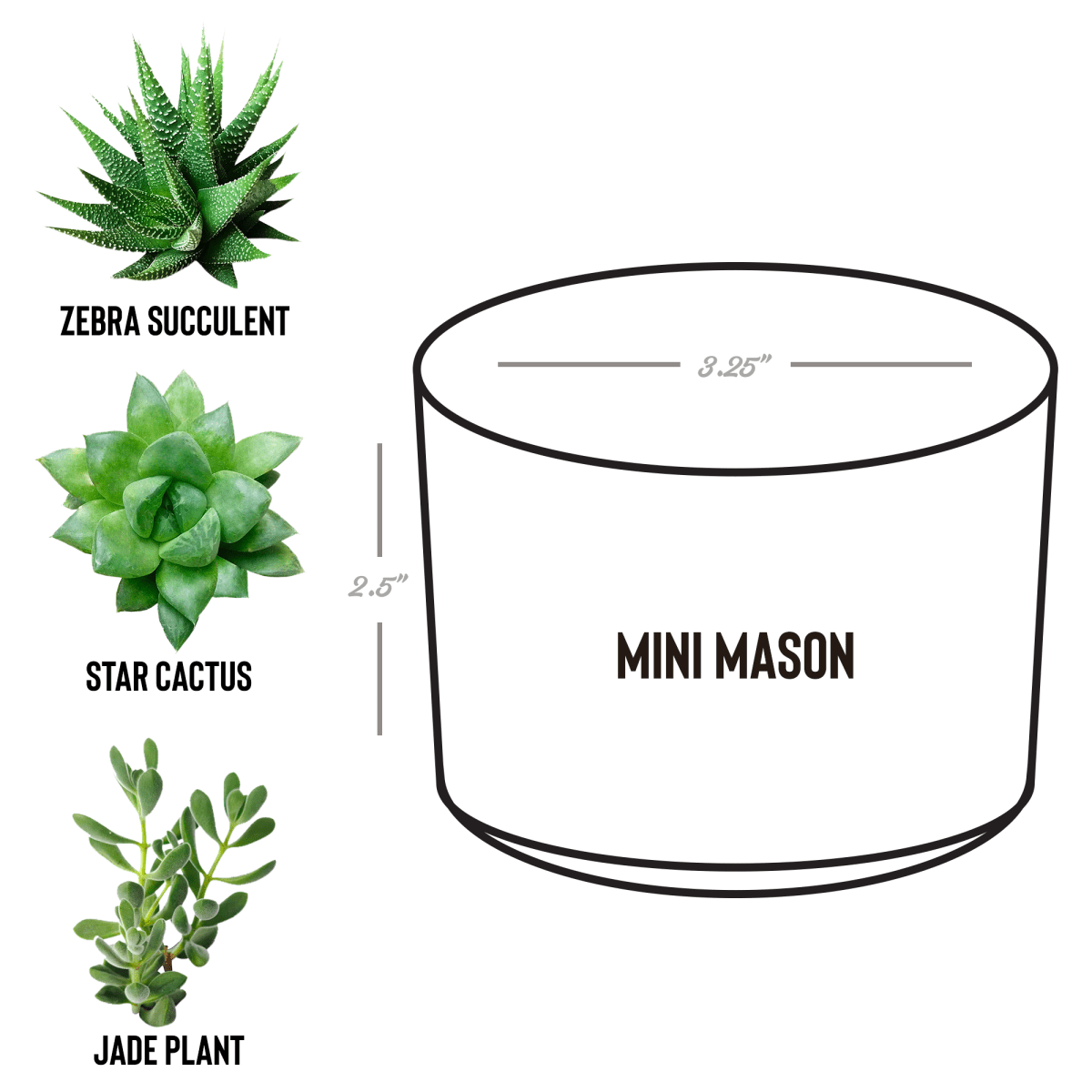 Personalized Eco - Friendly Mini Desk Plant Wedding Keepsake - My Wedding Journey