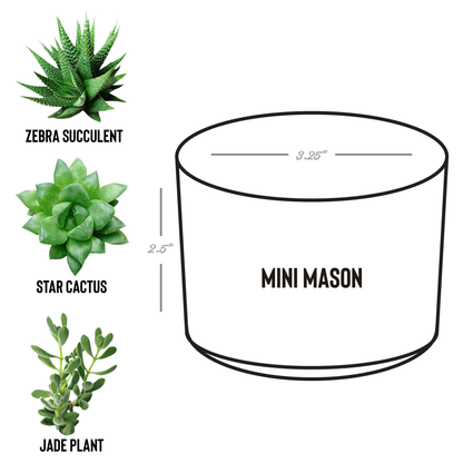 Personalized Eco - Friendly Mini Desk Plant Wedding Keepsake - My Wedding Journey