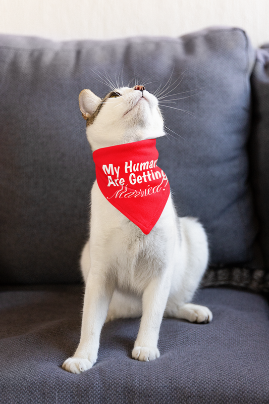 Wedding Announcement Pet Bandana Collar - 'My Humans Are Getting Married!'